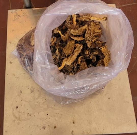 Custom Bulk Grade Morel Mushrooms on Scale