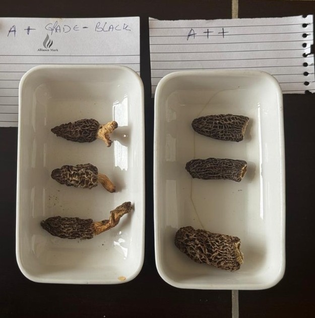 A++ and A+ Grade Black Morel Mushrooms Inspection Dishes