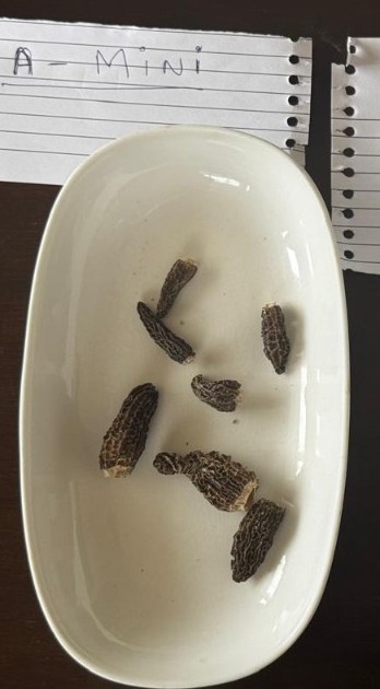 Morels Minis A Grade 1-2 cm Inspection Dish