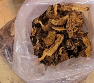Morels Special A Grade Real Harvest Lot