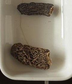 Natural wild morel specimens cap texture